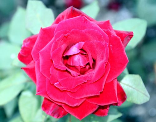 rose red blossom
