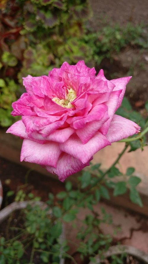 rose garden bloom