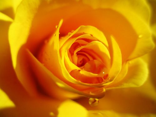 rose yellow flower