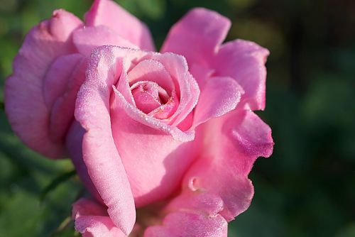 rose pink flower