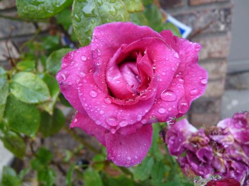 rose pink wet