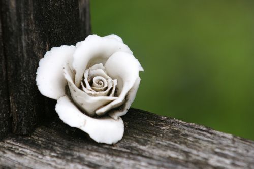 rose grave supplement blossom