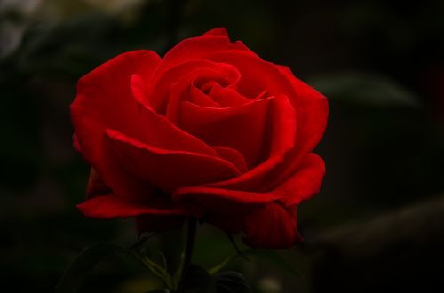 rose flower red