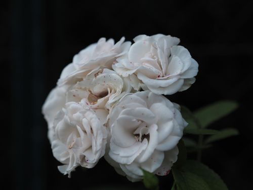 rose flower white