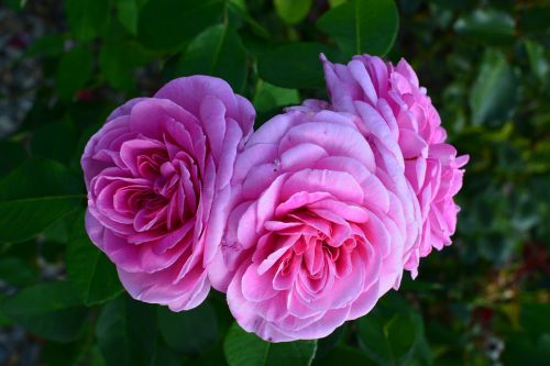 rose fragrant pink