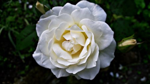rose biel flower