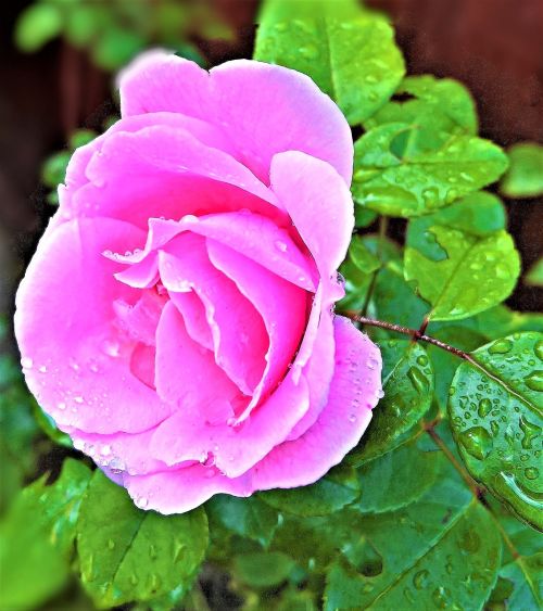 rose shrub rose single bloom