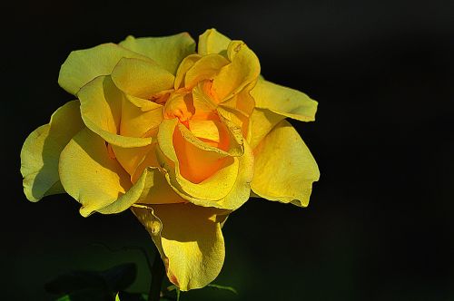 rose black background yellow