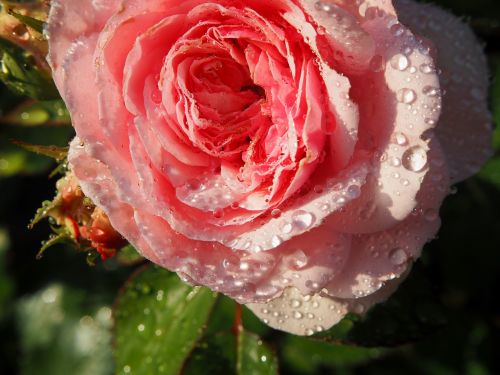 rose rose flower blossom