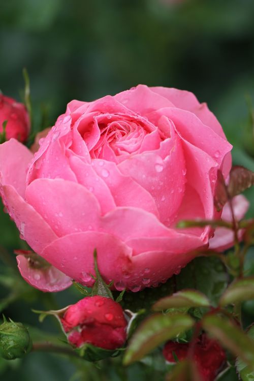 rose pink open rose