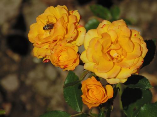 rose flower bee