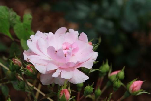 rose alpine austria