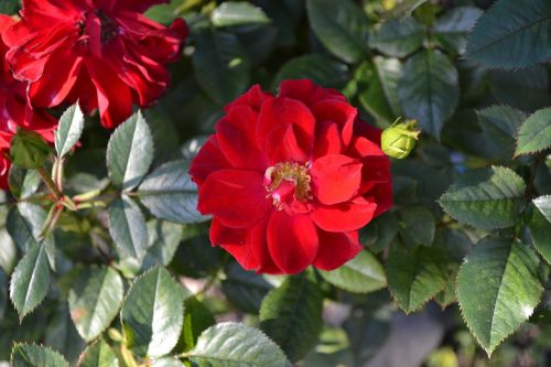 rose red floribunda