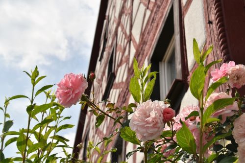 rose flower old house