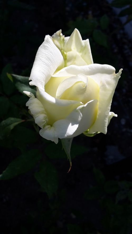 rose white white rose