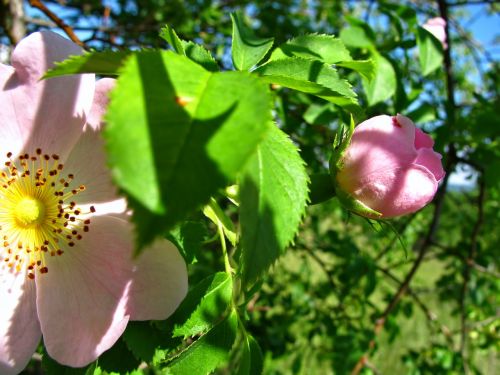 rose rosebud rosebush