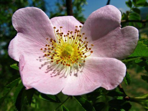rose rosebush flower