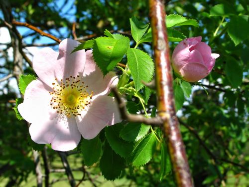 rose rosebud rosebush