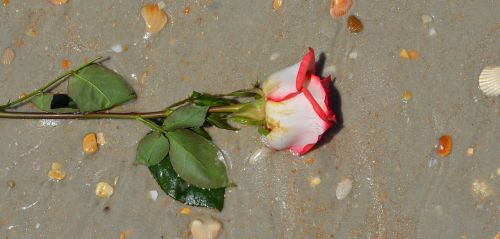 rose flower beach