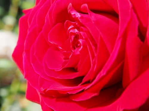 rose red rose blossom