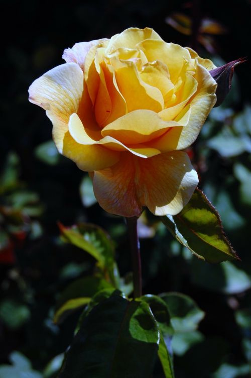 rose roses flora