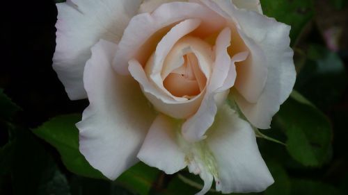 rose garden flower blossom