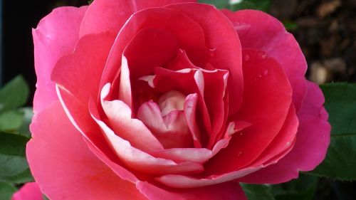 rose flower red
