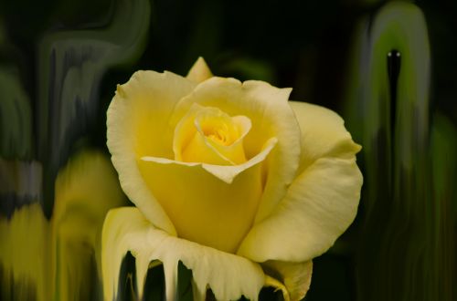 rose yellow flora