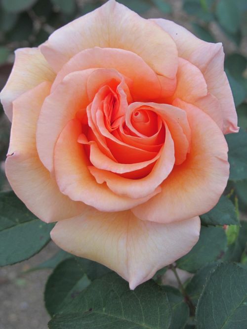 rose rosaceae salmon