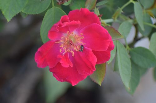 rose honey bee bee on a flower