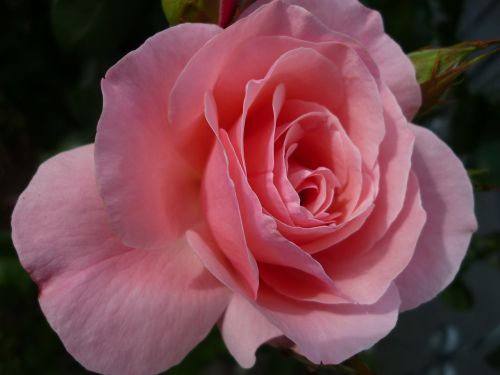 rose flower gorgeous