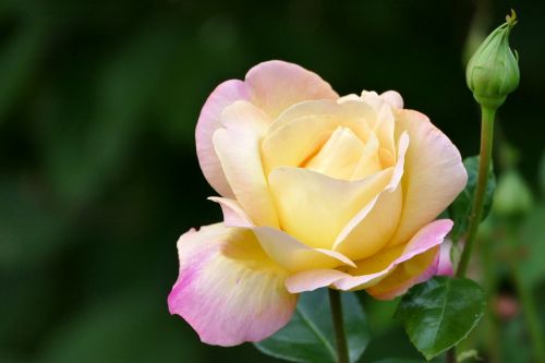 rose rose bloom bud
