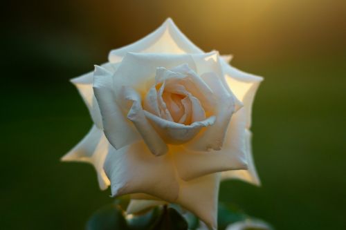 rose sunset rose white rose