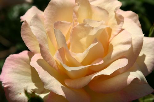 rose bloom closeup