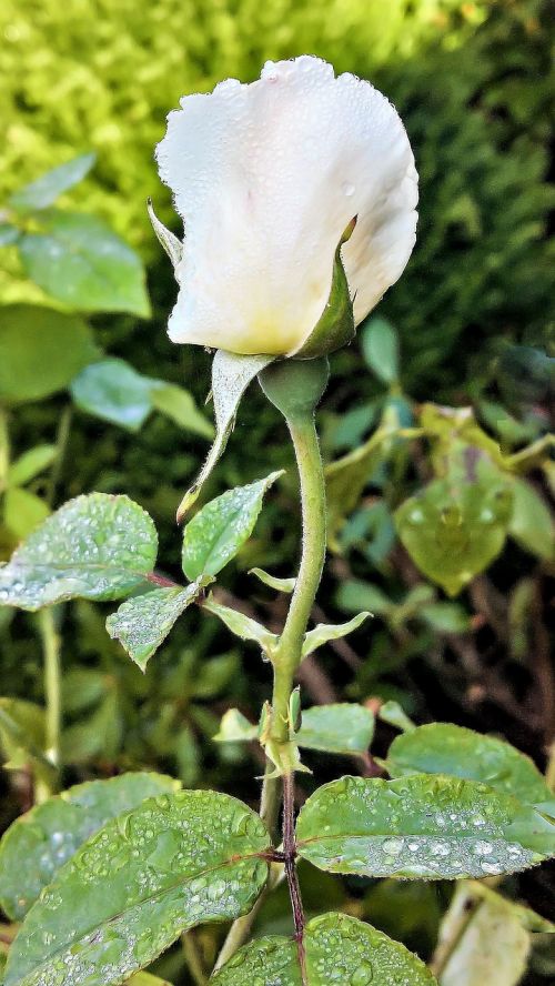 rose floribunda single bloom