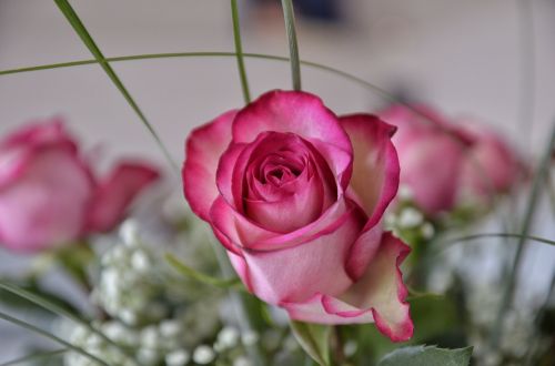 rose flowers floral