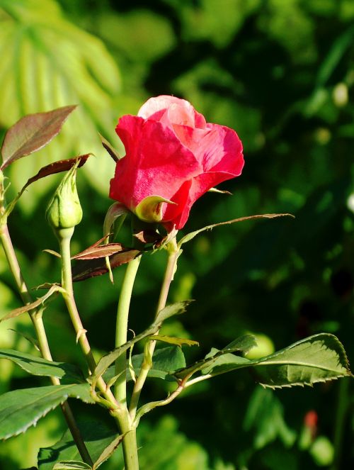 rose pink rose rosebud