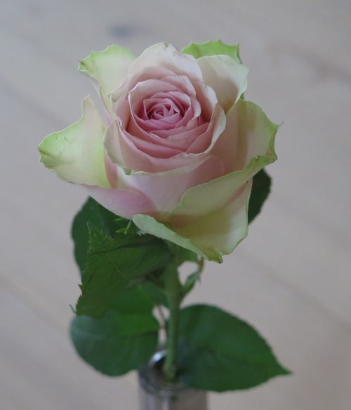 rose pink white