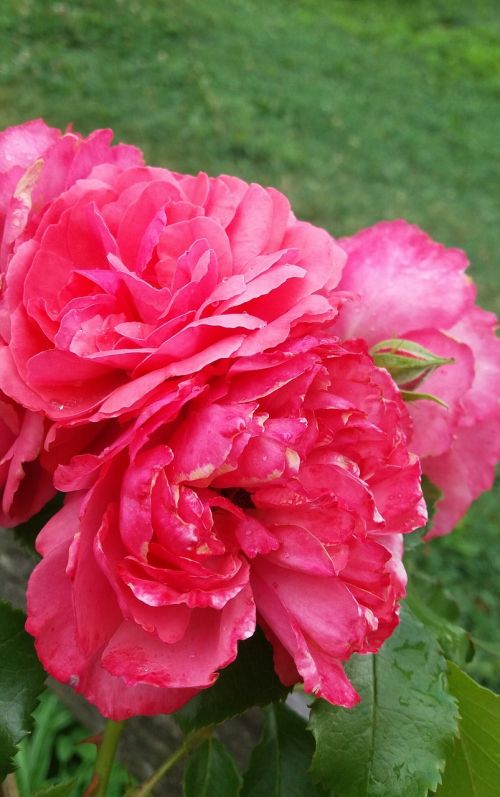 rose kvity color