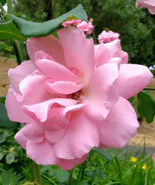 rose roses pink