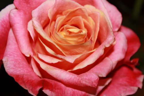 rose rose family rose bloom