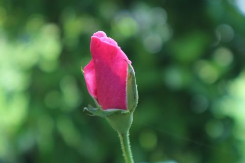 rose flower pink