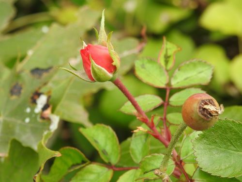 rose red bud