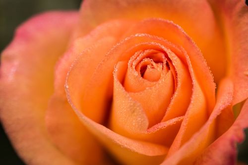 rose flower dewdrops