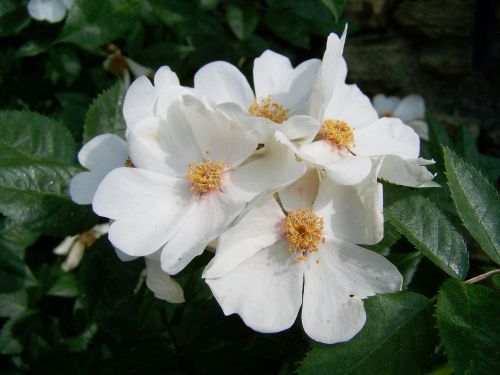 rose white flower garden