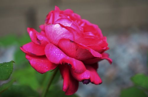 rose flower natur