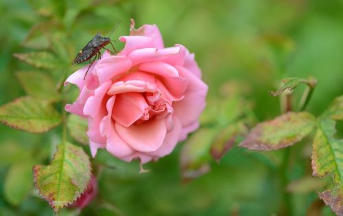 rose flower natur