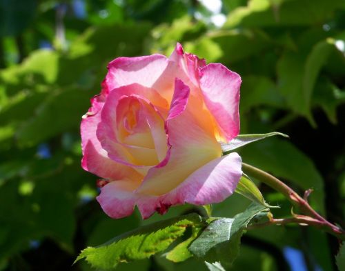 rose summer flower garden