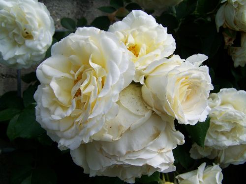 rose white flower group inflorescence