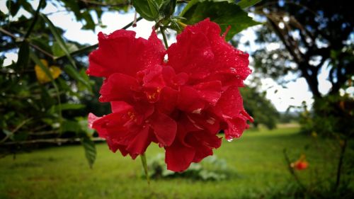 rose flower red